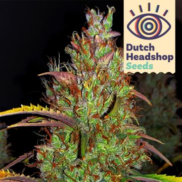 Auto Pineapple Chunk (Marque Privée)