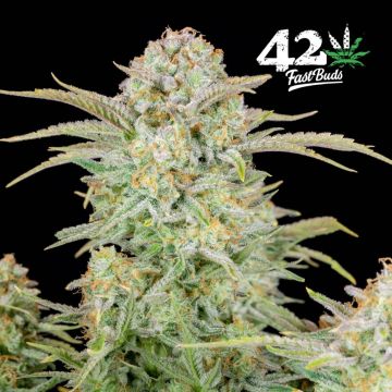 Bruce Banner Auto (Fast Buds)