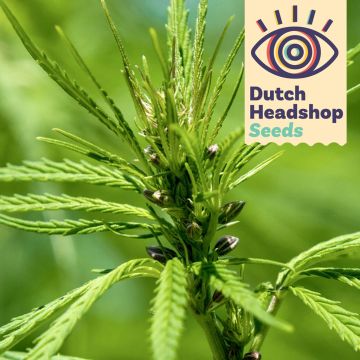 Futura 75 Chanvre (Marque Privée) 25 graines