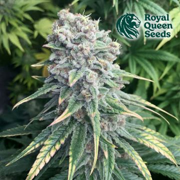 Purple Queen (Royal Queen Seeds)