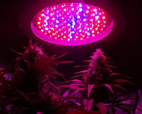 Lampe de culture LED pour cannabis : avantages et inconvénients