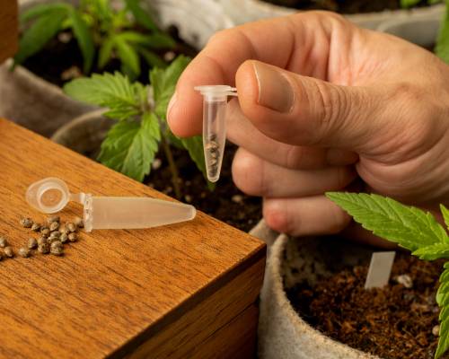 Les 5 Meilleures Graines De Cannabis Pour La Culture De Cannabis Médical