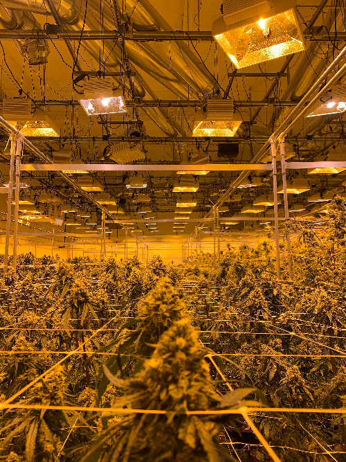 cannabis pour culture intérieure facile