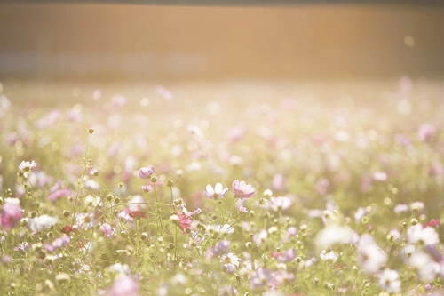 Jardin d'herbes plein de psychédéliques - Cultiver des drogues vous-même