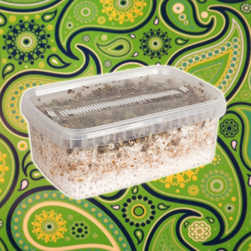 Kit de culture pour champignons hallucinogènes : Cultiver soi-même des champignons hallucinogènes en 10 étapes