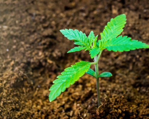 Culture de Cannabis dans de la Fibres de Coco : Culture Hydroponique